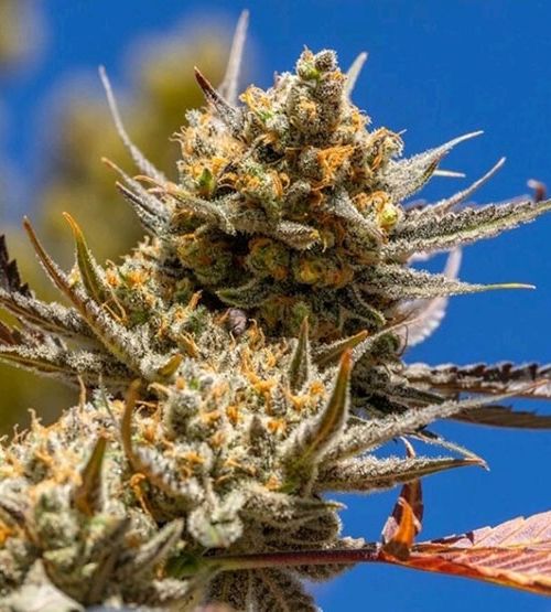 Lemon Berry Candy Genetics (15 Pack)