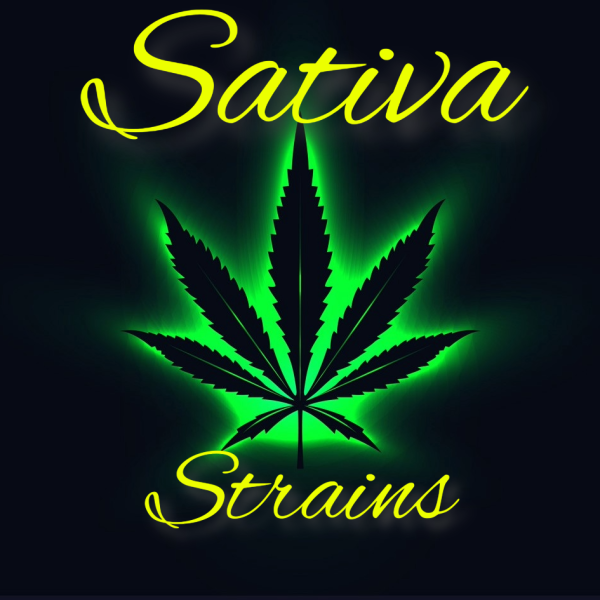 Sativa